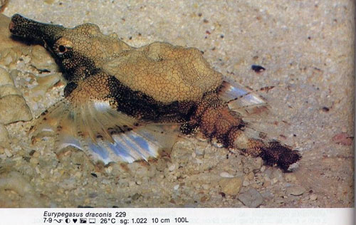 Eurypegasus draconis